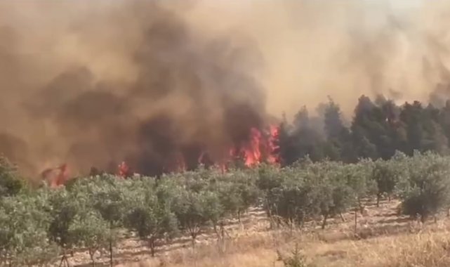 Pamukkale'de orman yangını