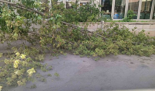 Rüzgarın devirdiği ağaç, park halindeki otomobillerin üzerine düştü