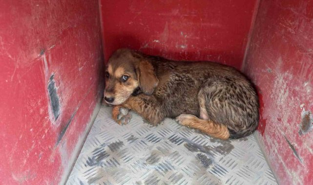 Samandağ'da çukura düşen köpek kurtarıldı