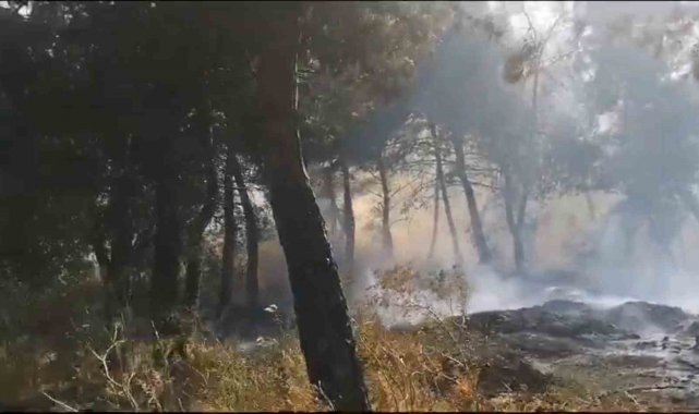 Savaştepe'de arazi yangını ormana sıçradı