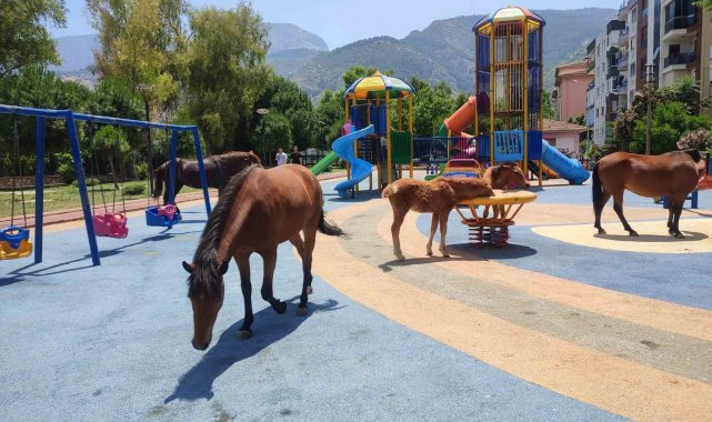 Sıcaktan bunalan yılkı atları çocuk parkına indi