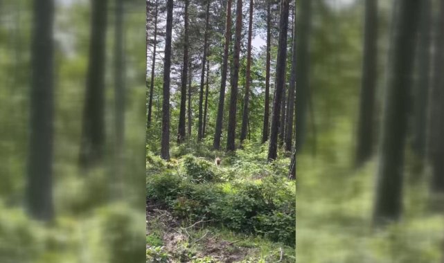 Sinop'ta ormanlık alanda vaşak görüntülendi