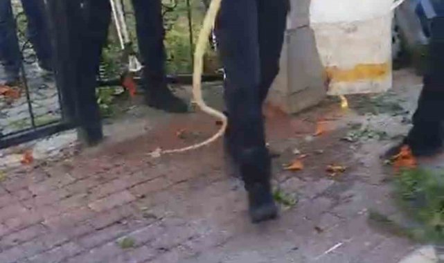 Sitenin bahçe kapısına dolanan yılan ecel terleri döktürdü