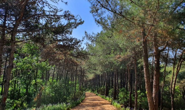 Tekirdağ'da ormanlara girişler yasaklandı