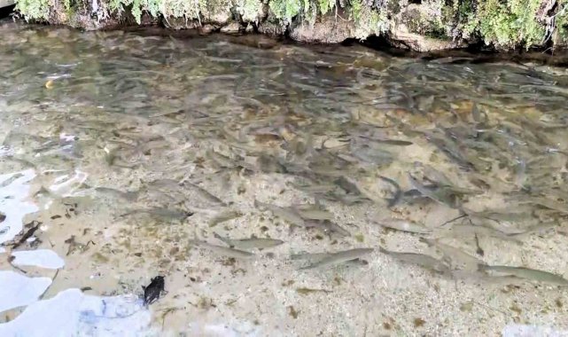 Türkiye'nin 23. doğa harikası Güney Şelalesi ziyaretçilerini bekliyor