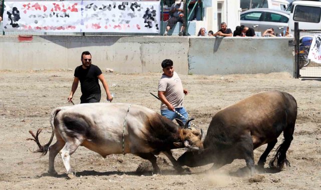 Ula arenasında yılın ilk boğa güreşi