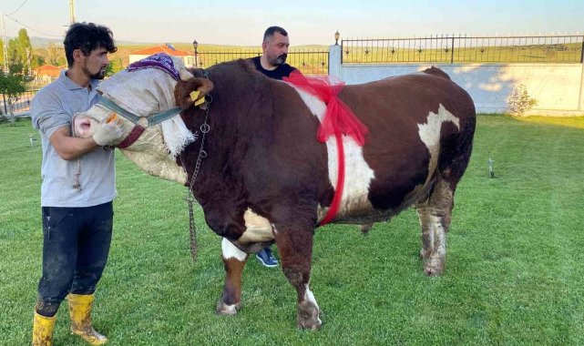 Yozgat'ta "Şampiyon" isimli boğa 230 bin liradan satışa çıktı