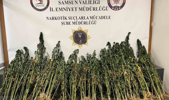 178 kök kenevir bitkisi ele geçirildi