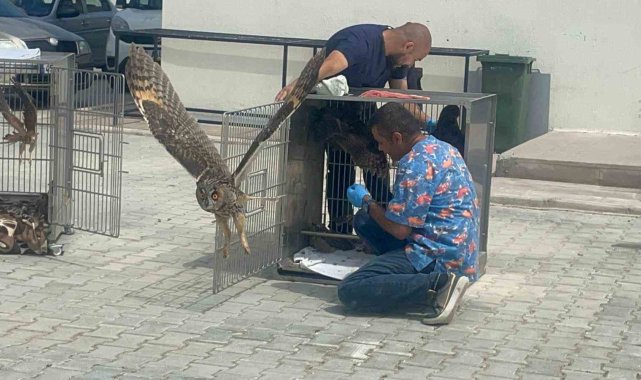 Afyonkarahisar'da tedavileri tamamlanan kuşlar doğaya salındı