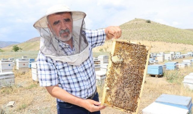 Arıcılıkta "Ana Arı" en önemli faktör