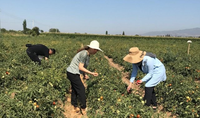 Aydın'da domates yetiştiriciliği EKÜY projesiyle güvende