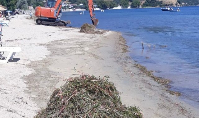 Balıkesir Valiliği deniz çayırlarının sökülmesi olayı ile ilgili soruşturma başlattı
