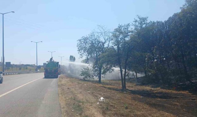 Beylikdüzü'nde otluk alandaki yangında mahsur kalan kaplumbağayı kurtarıp beslediler