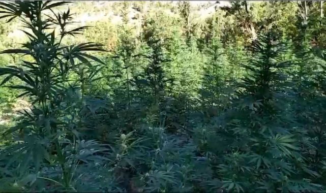 Bingöl'de 2 tarla içerisinde uyuşturucu madde ele geçirildi