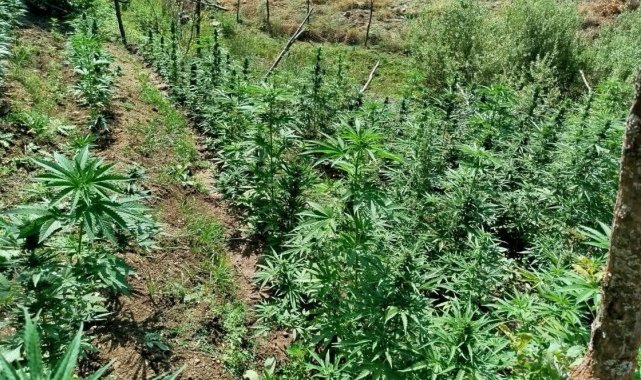 Bingöl'de kenevir ve skunk ele geçirildi