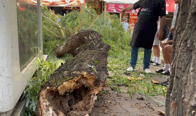 Bolu'da yaya yoluna ağaç düştü: 1 yaralı