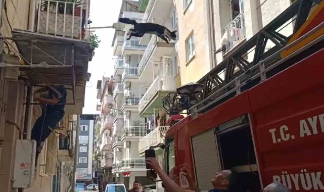 Bu kedi dokuz canlı: Kurtarmaya gelen itfaiyeciden korkup 4'üncü kattan atlayarak kaçtı
