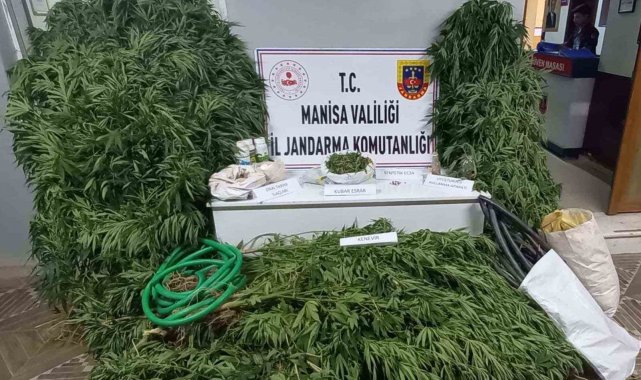 Cezaevi firarisi kenevir sularken suçüstü yakalandı
