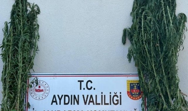 Çine'de uyuşturucu operasyonu: 1 tutuklama