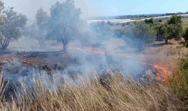 Çöplerden çıkan yangın, zeytin ağaçlarına zarar verdi
