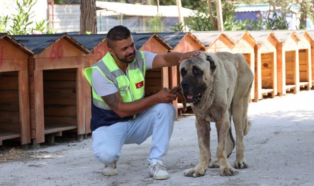 Deprem bölgesinde sokak hayvanları unutulmuyor