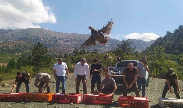 Derebucak'ta doğaya 800 kınalı keklik bırakıldı