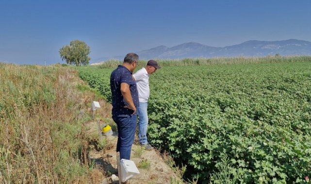 Didim'de beyaz altın hasat kontrolleri devam ediyor
