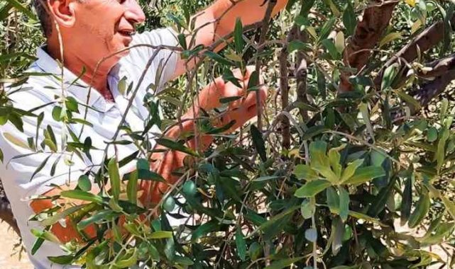 Didim'de zeytin sineğiyle mücadele devam ediyor
