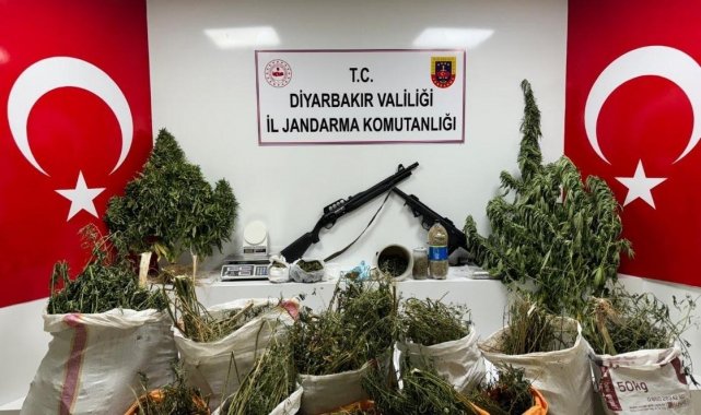 Diyarbakır'da 177 bin 495 kök kenevir ve skunk bitkisi ele geçirildi