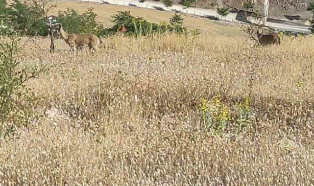 Elazığ'da dağ keçileri görüldü