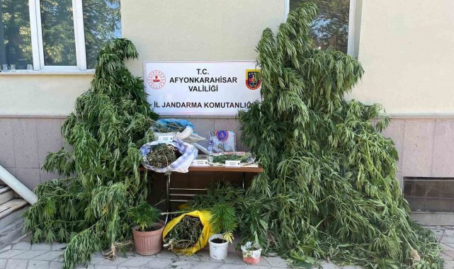 Ev ve arazilerine kenevir eken şahıslara jandarmadan operasyon