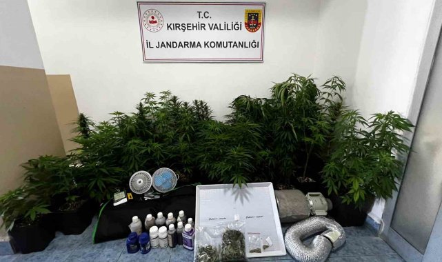 Evinde özel düzenekle kenevir yetiştiren kişi yakalandı
