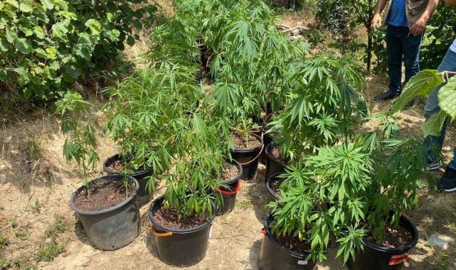 Fındık bahçesinde ekili 262 kök kenevir ele geçirildi