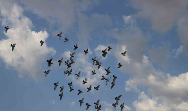 Günü birlik bin kilometrenin üzerinde mesafeyi uçabilen posta güvercinleri Erzincan'dan İzmir'e gitmeleri için havaya salındı