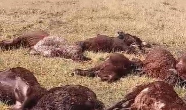 Iğdır'da yıldırım düşmesi sonucu, 2 kardeş yaralandı 20 koyun telef oldu