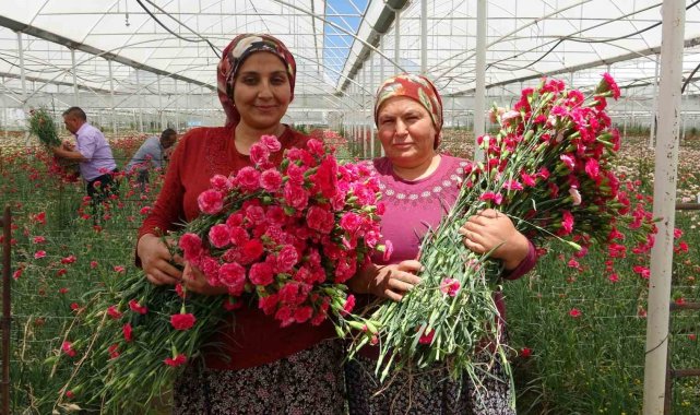 Isparta'nın karanfilleri Avrupa'yı renklendiriyor