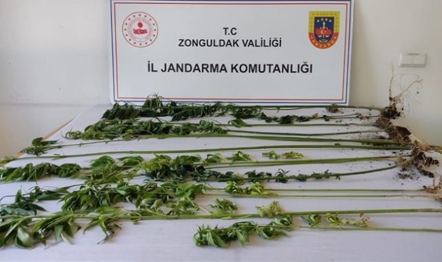 Jandarmadan uyuşturucu operasyonu