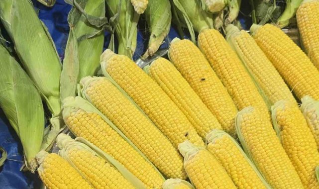 Kapalı pazarı sinekler bastı, esnaf isyan etti