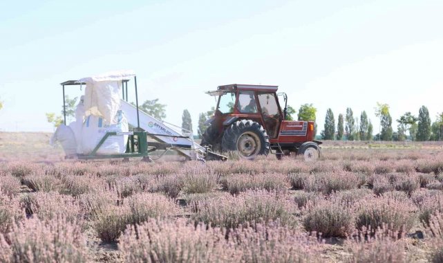Karatay Lavanta Bahçeleri'nde hasat zamanı