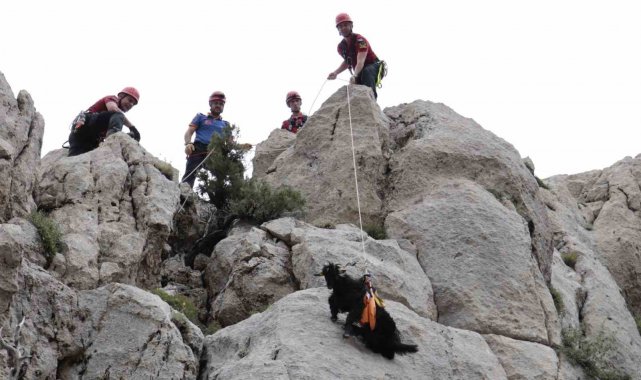 Kayalık alanda mahsur kalan 6 keçi ekiplerce kurtarıldı