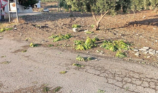 Kilis'te sağanak zeytin ve fıstık ağaçlarına zarar verdi