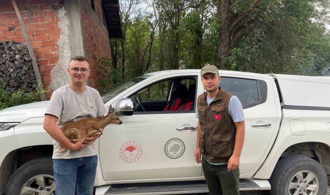 Köpeklerin saldırdığı yavru karacayı vatandaş kurtardı