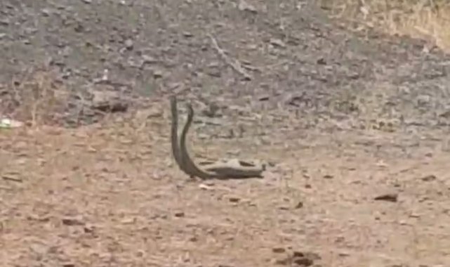 Köyün ortasında dans eden yılanlar kameraya yansıdı