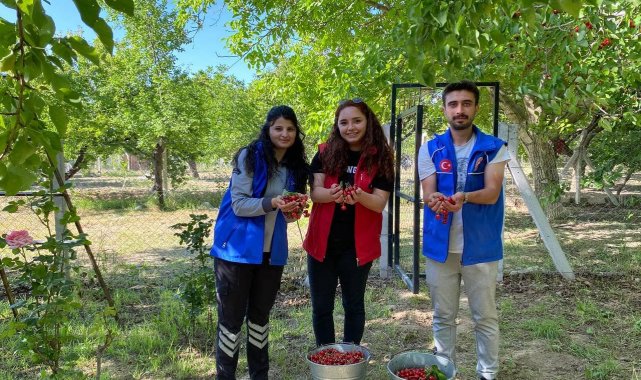 Niğde'de gönüllü gençler cami temizliği ile kiraz hasadı yaptı