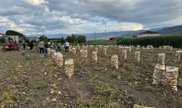 Niksar'da yerli patates hasadı yapıldı
