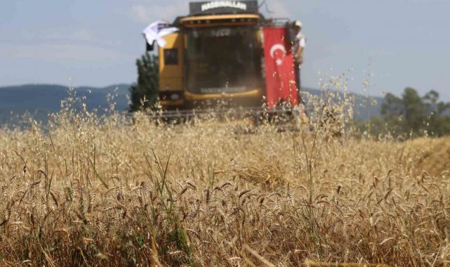"Ayten abla buğdayı" ilk kez hasatta