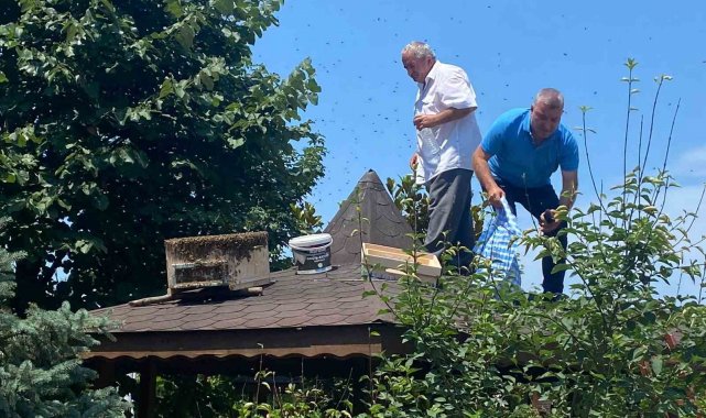 Rize'de oğul veren arılara İl Genel Meclisi üyesi müdahale etti