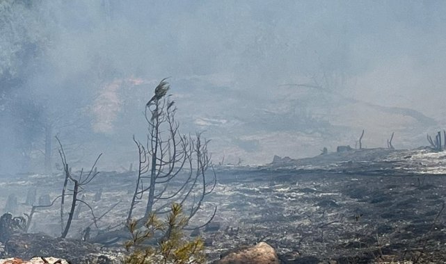 Sinop'ta orman yangını