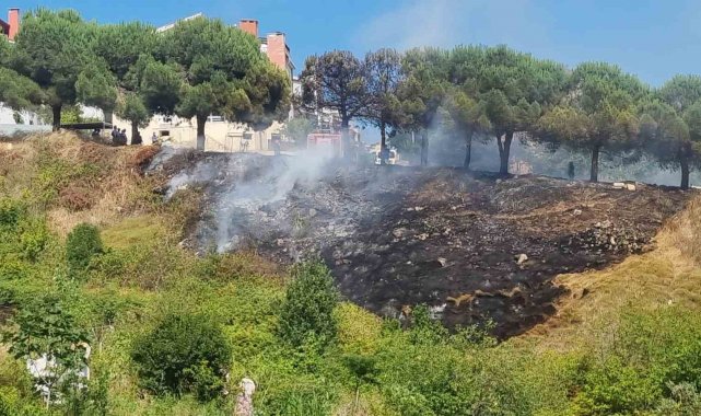 Sinop'ta ot yangını: Çam ağaçları zarar gördü