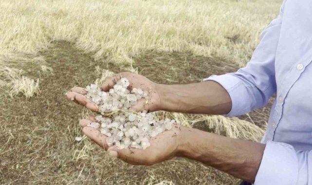 Sivas'ta dolu yağışı ekinlere zarar verdi